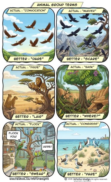 Animal Groups Animal Groups